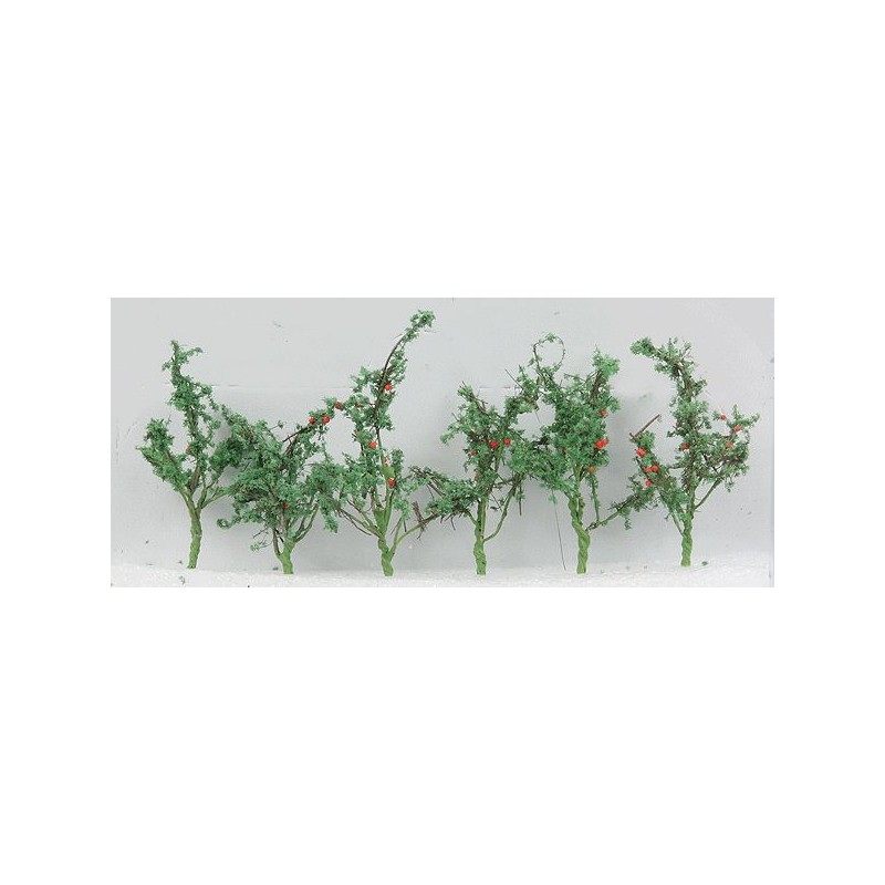 O Tomato Plants 1-1/2 - 3.8cm Tall 12 -373-95526