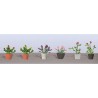 O Assorted potted flower plants 6 - 373-95566