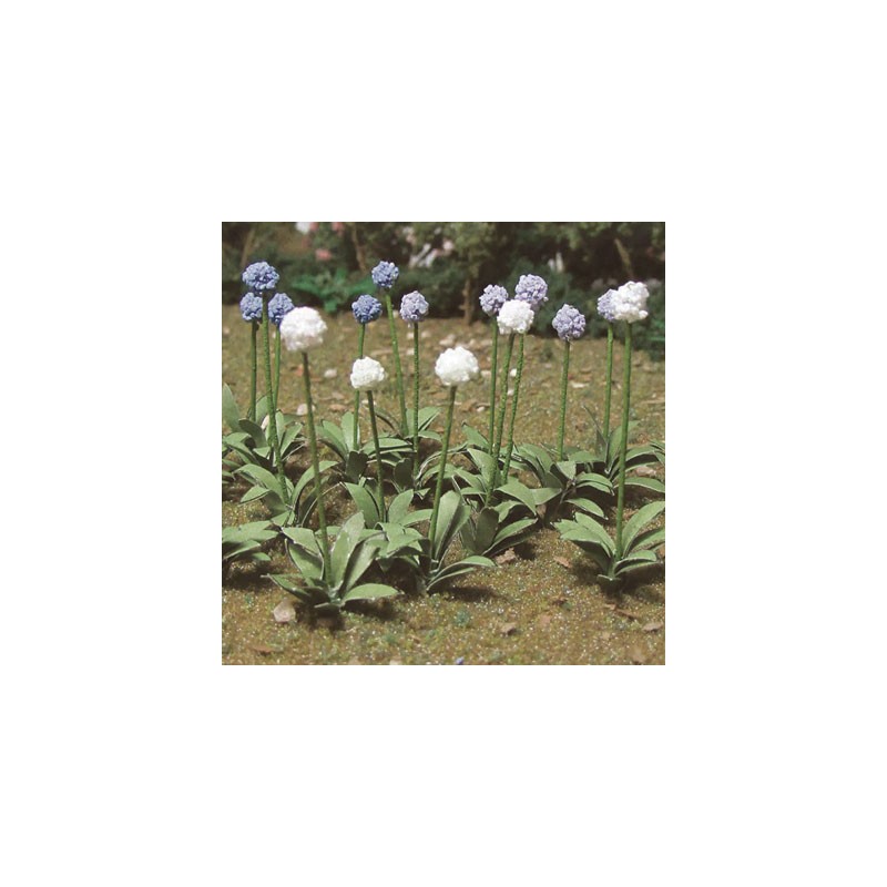 HO Allium Gigateum Lauch Zwiebel 30 - 373-95596