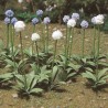 HO Allium Gigateum Lauch Zwiebel 30 - 373-95596