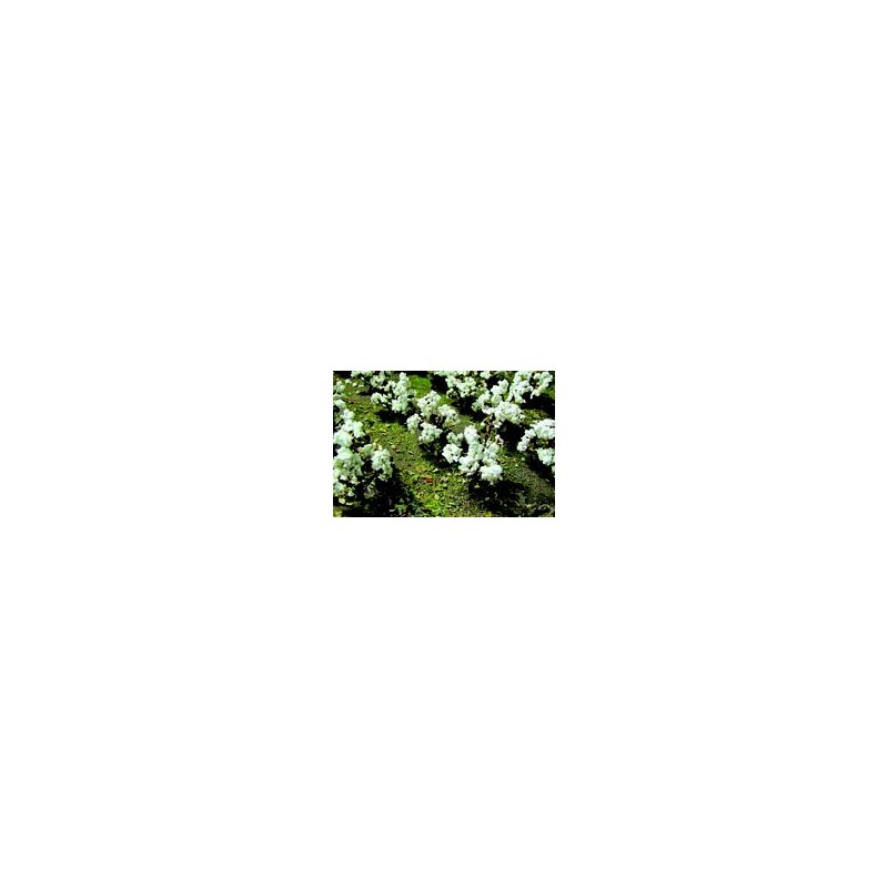 HO Cotton Plants - Baumwollpflanzen 40 -373-9559