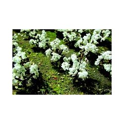 O Cotton Plants - Baumwollpflanzen 24 - 373-9559