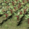 HO Rhubarb Plants - Rabarber 28 - 373-95592