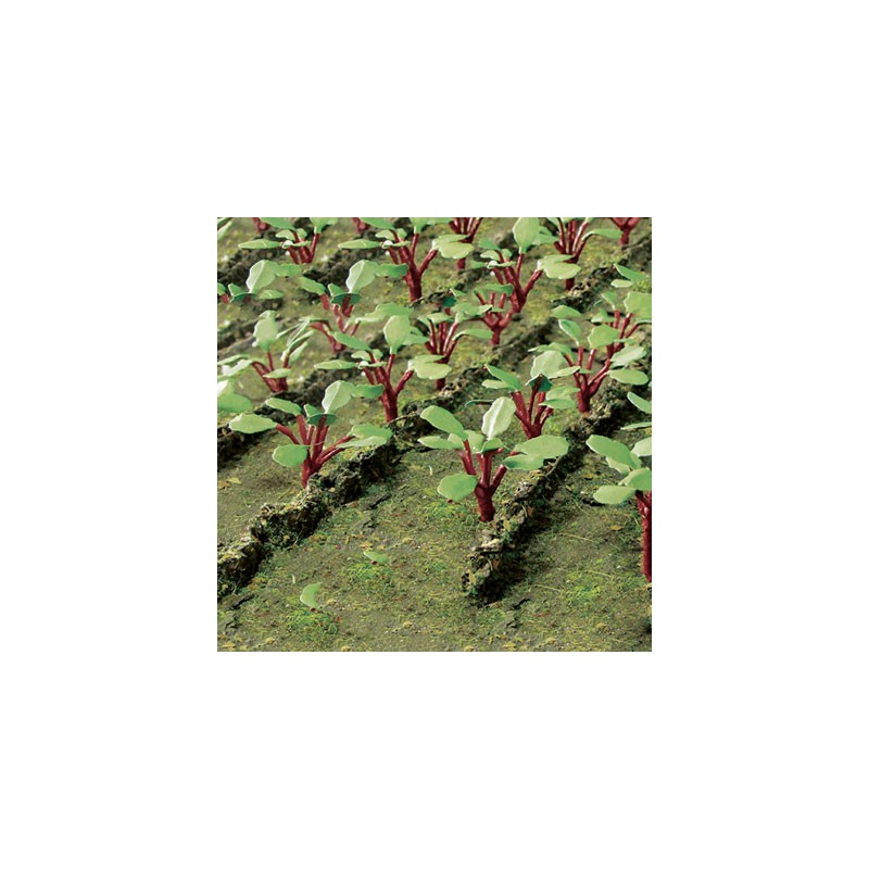 O Rhubarb Plants - Rabarber 18 - 373-95593