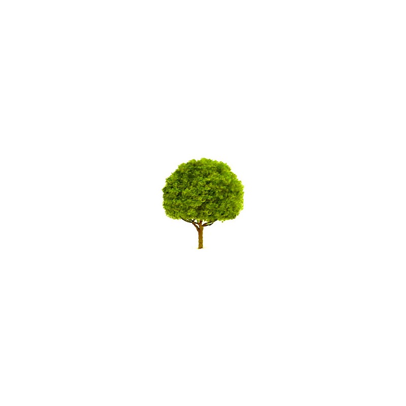2 Oak Tree 3 51 cm