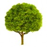 2 Oak Tree 3 51 cm