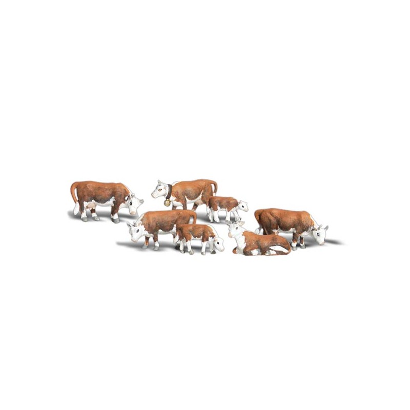 N Hereford Cows
