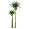 6 Phoenix Palm