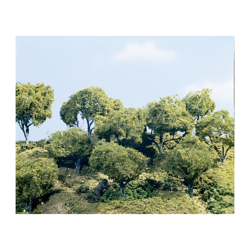 Hartholzbäume 60 - 75cm