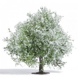 Apfelbaum 75 cm blühend