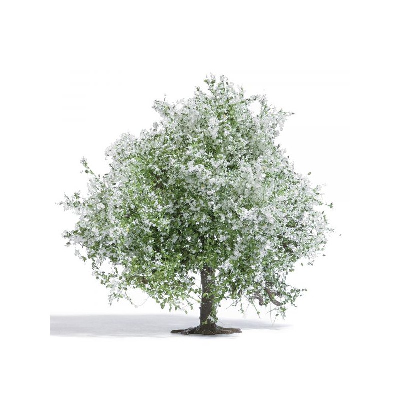 Apfelbaum 75 cm blühend